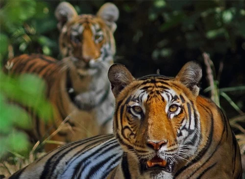 wildlife tour nepal with photo of tiger